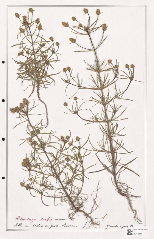 Plantago scabra  (Plantaginaceae)