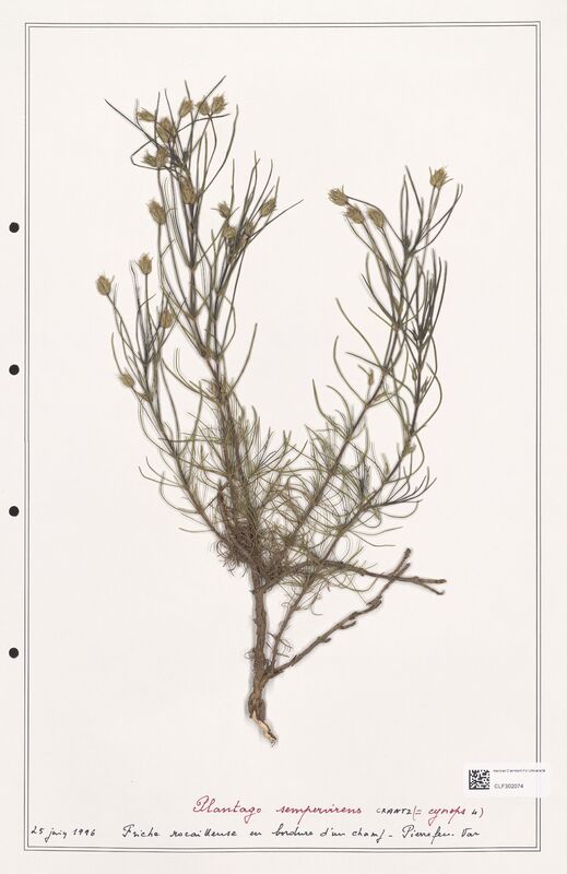 Plantago sempervirens  (Plantaginaceae)