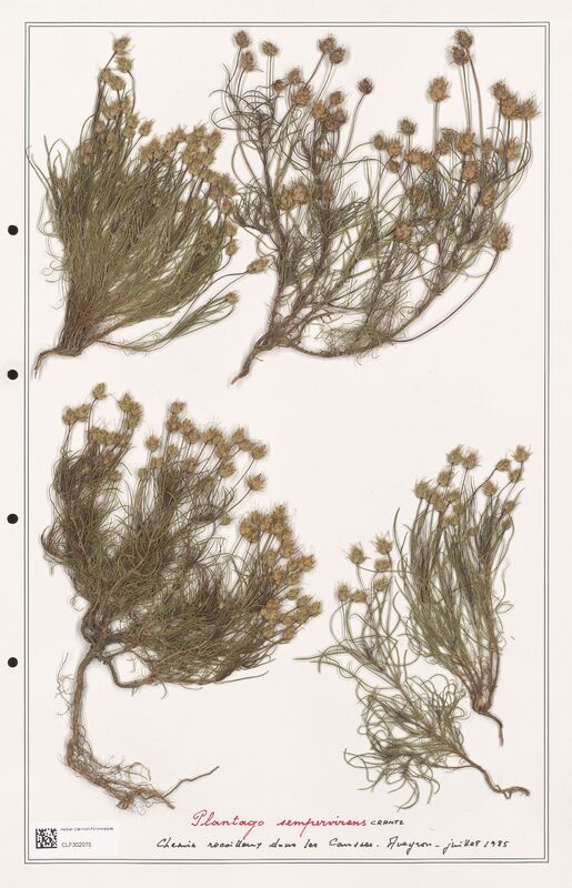 Plantago sempervirens  (Plantaginaceae)