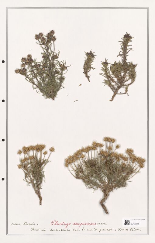 Plantago sempervirens  (Plantaginaceae)