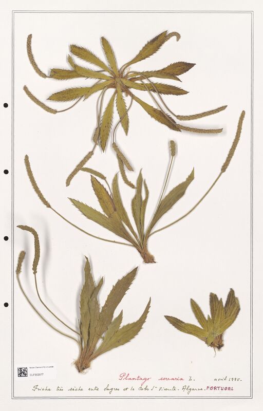 Plantago serraria  (Plantaginaceae)