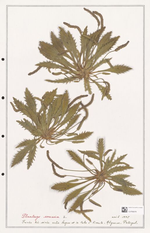 Plantago serraria  (Plantaginaceae)