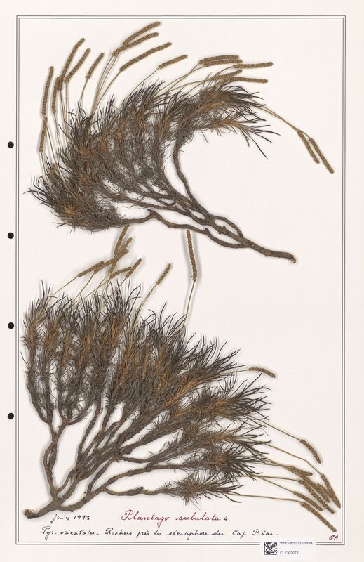 Plantago subulata  (Plantaginaceae)