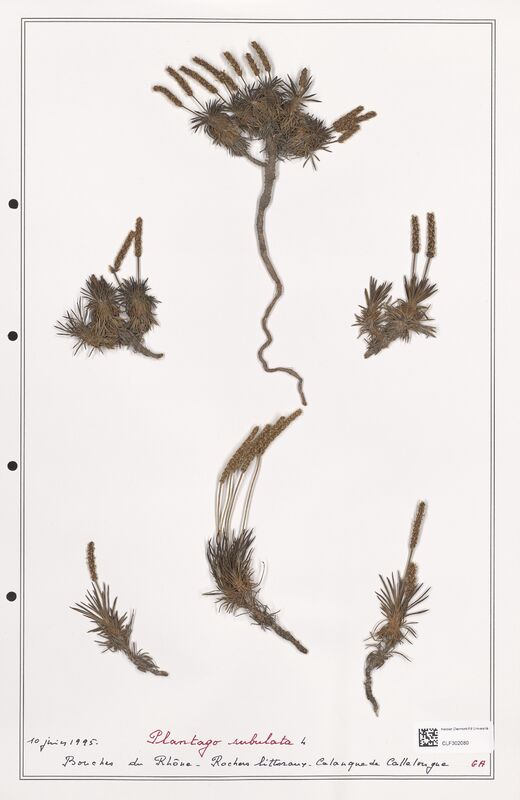 Plantago subulata  (Plantaginaceae)