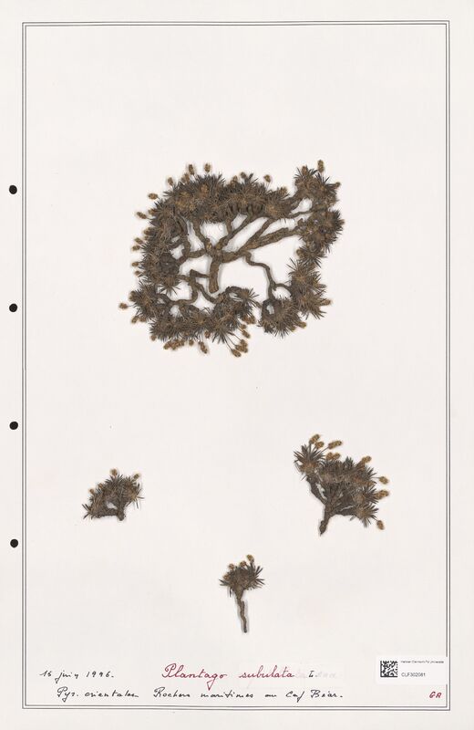 Plantago subulata  (Plantaginaceae)