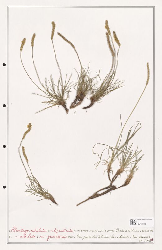 Plantago subulata  (Plantaginaceae)