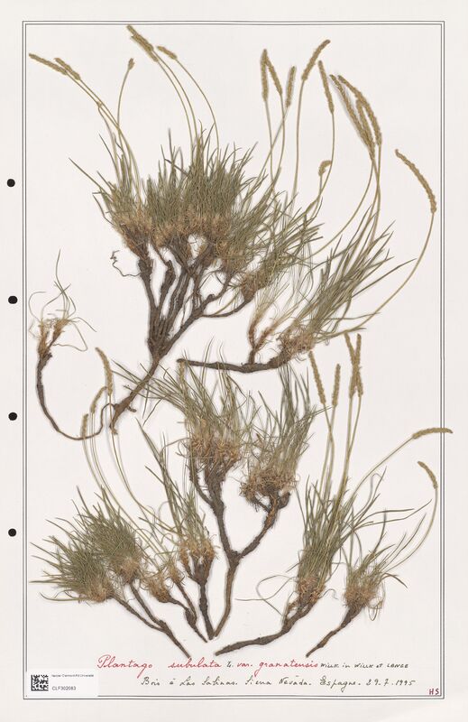 Plantago subulata  (Plantaginaceae)