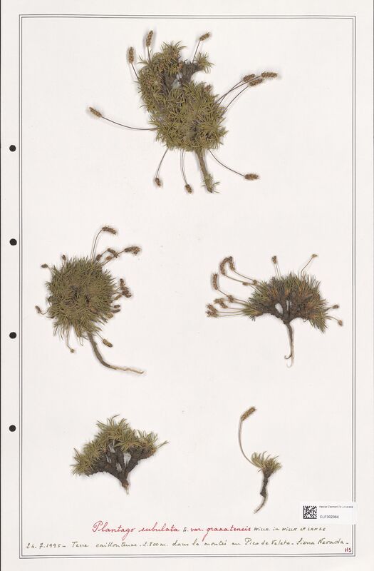 Plantago subulata  (Plantaginaceae)