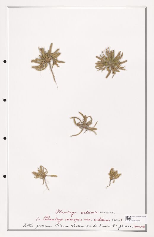 Plantago weldenii  (Plantaginaceae)
