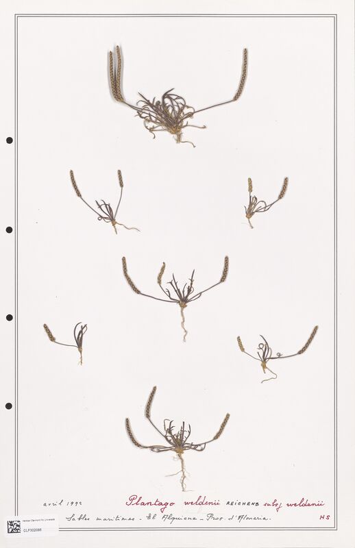 Plantago weldenii  (Plantaginaceae)