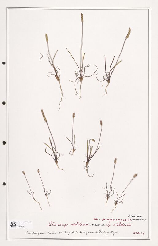 Plantago weldenii  (Plantaginaceae)