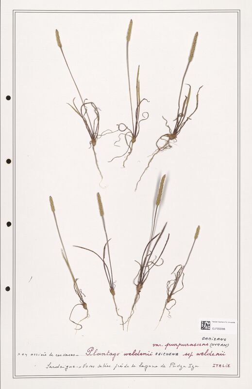 Plantago weldenii  (Plantaginaceae)