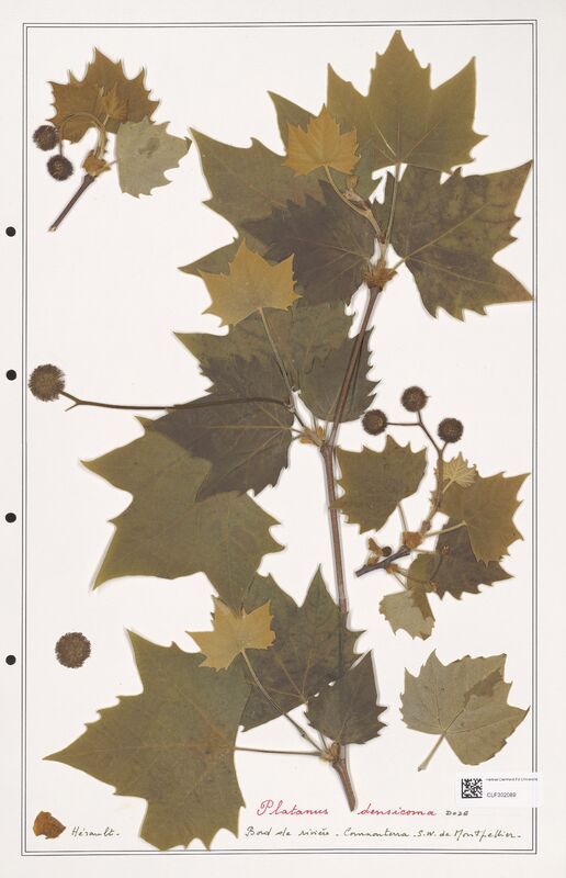 Platanus densicoma  (Plantaginaceae)