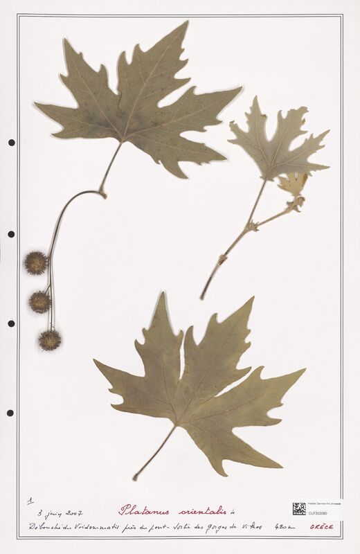 Platanus orientalis  (Plantaginaceae)