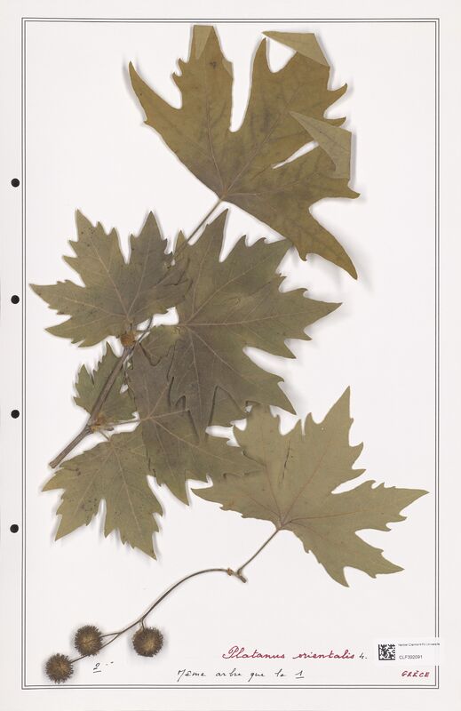 Platanus orientalis  (Plantaginaceae)