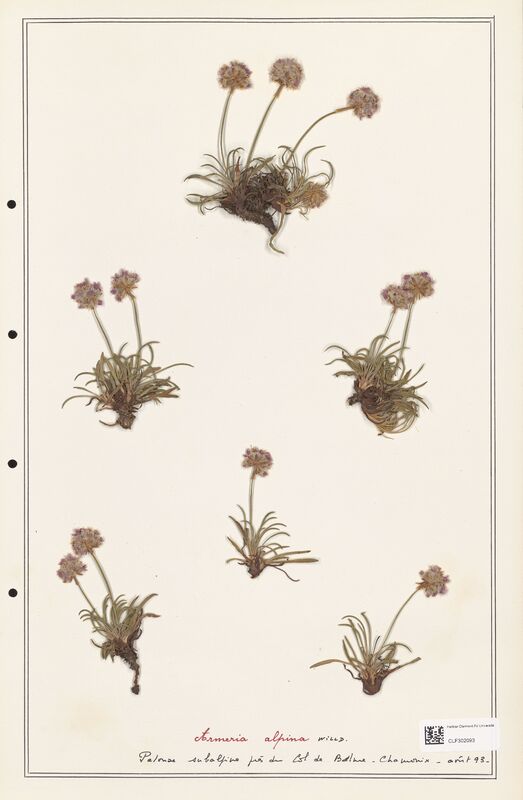 Armeria alpina  (Plumbaginaceae)