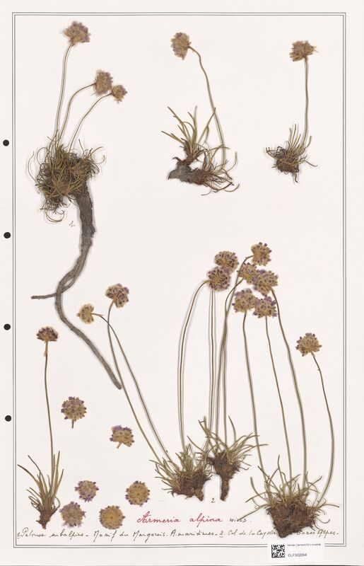 Armeria alpina  (Plumbaginaceae)