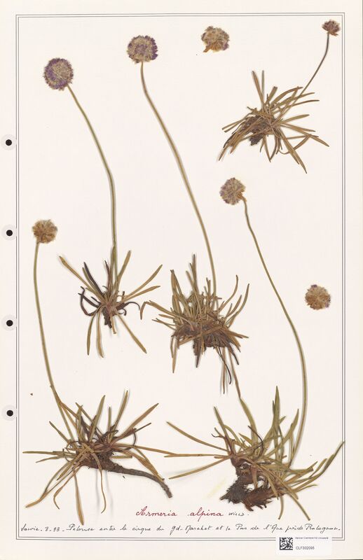 Armeria alpina  (Plumbaginaceae)