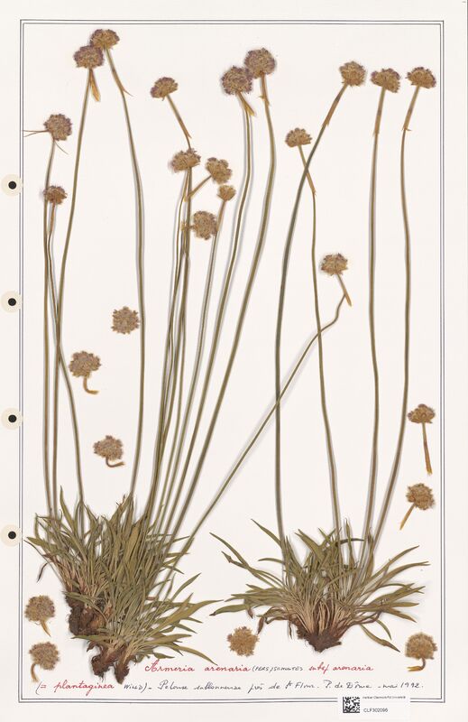 Armeria arenaria  (Plumbaginaceae)