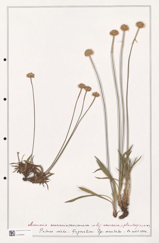 Armeria arenaria  (Plumbaginaceae)