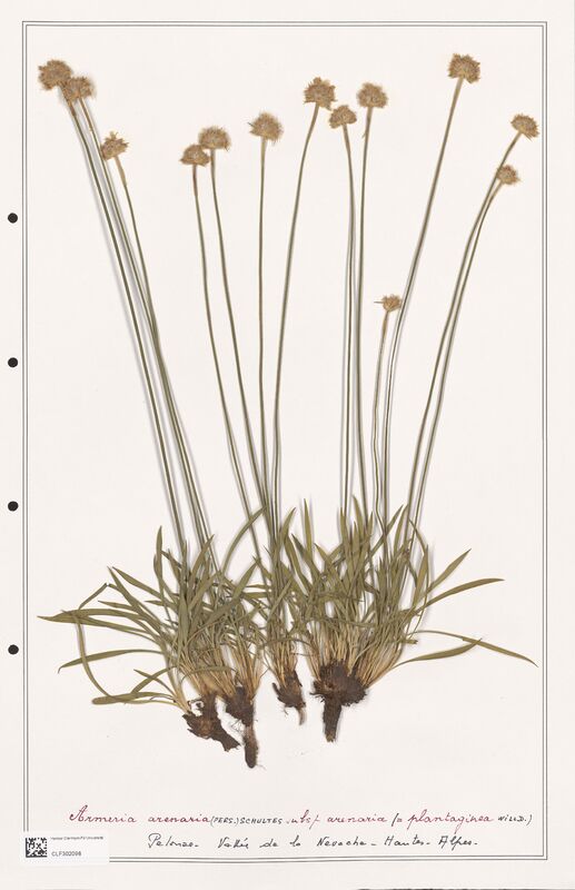 Armeria arenaria  (Plumbaginaceae)