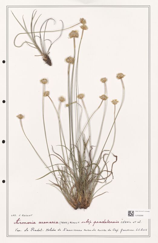 Armeria arenaria  (Plumbaginaceae)