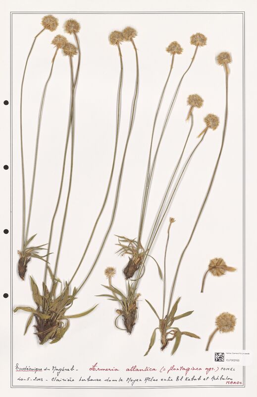 Armeria atlantica  (Plumbaginaceae)