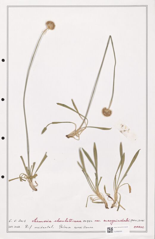 Armeria choulettiana  (Plumbaginaceae)