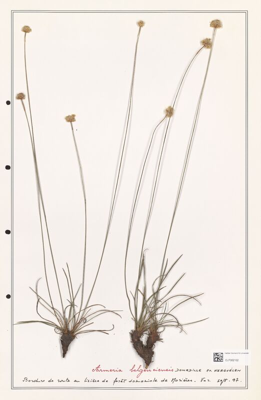 Armeria belgenciensis  (Plumbaginaceae)