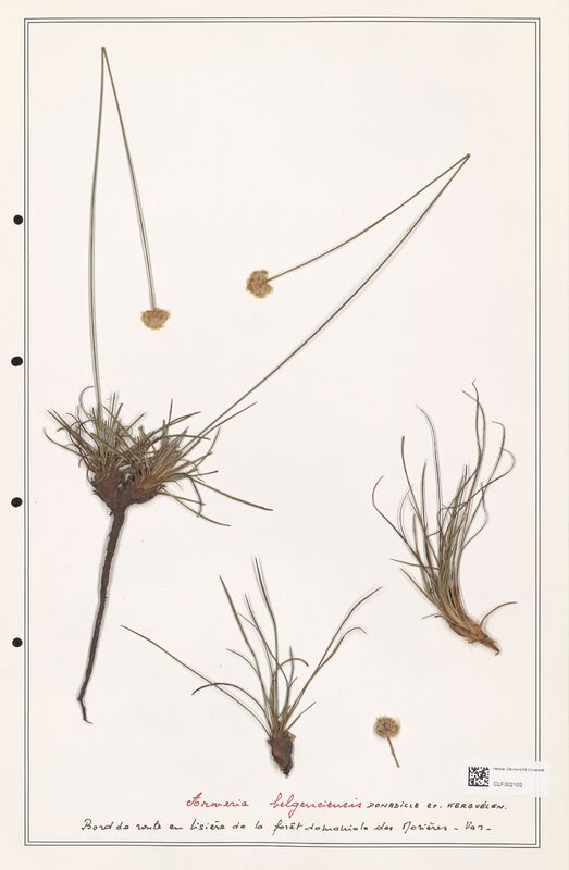 Armeria belgenciensis  (Plumbaginaceae)