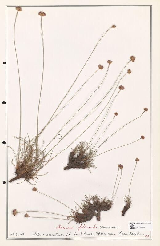 Armeria filicaulis  (Plumbaginaceae)