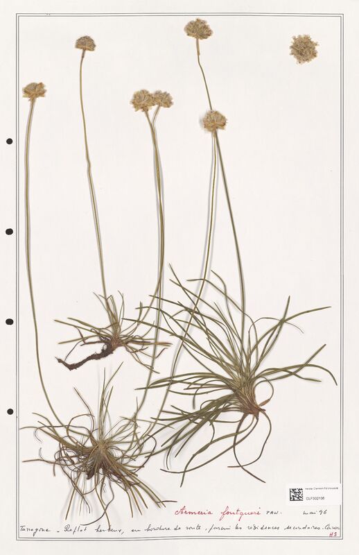 Armeria fontqueri  (Plumbaginaceae)