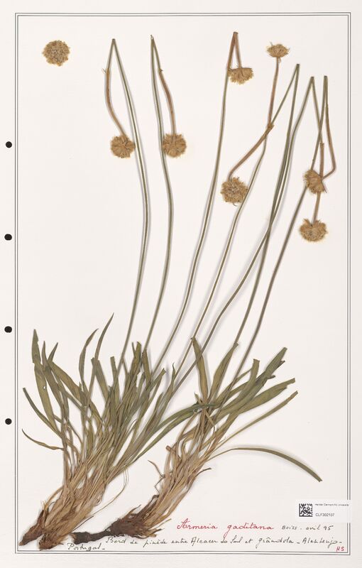 Armeria gaditana  (Plumbaginaceae)