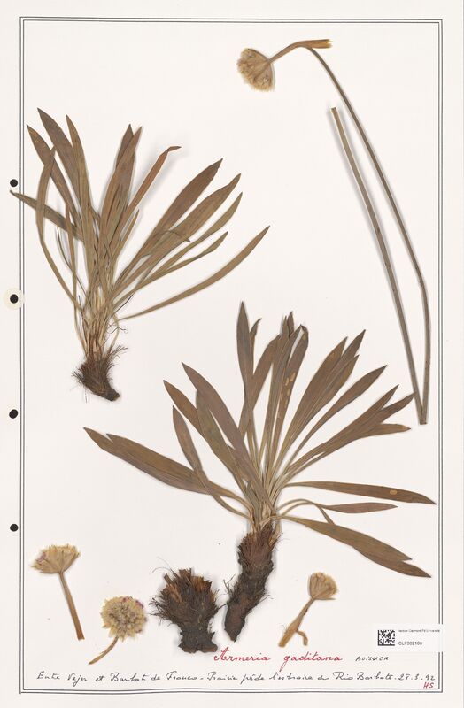 Armeria gaditana  (Plumbaginaceae)