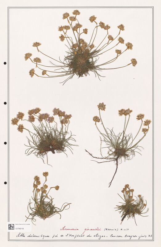 Armeria girardii  (Plumbaginaceae)