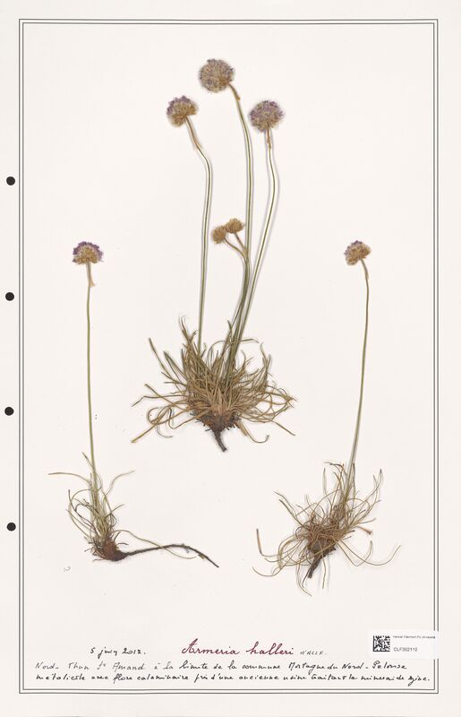 Armeria halleri  (Plumbaginaceae)