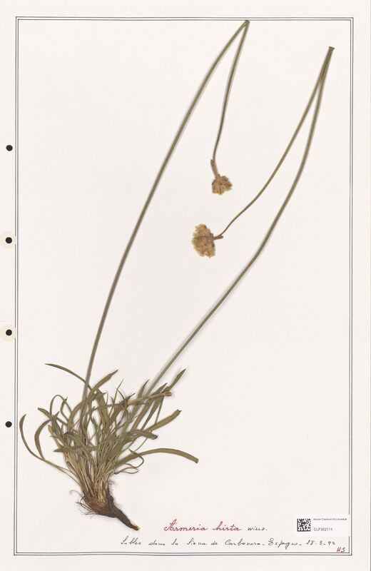 Armeria hirta  (Plumbaginaceae)