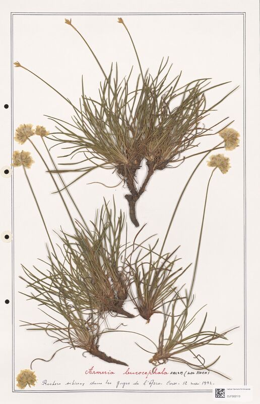 Armeria leucocephala  (Plumbaginaceae)