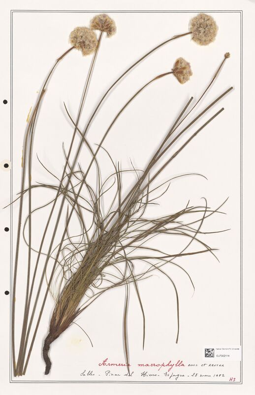 Armeria macrophylla  (Plumbaginaceae)