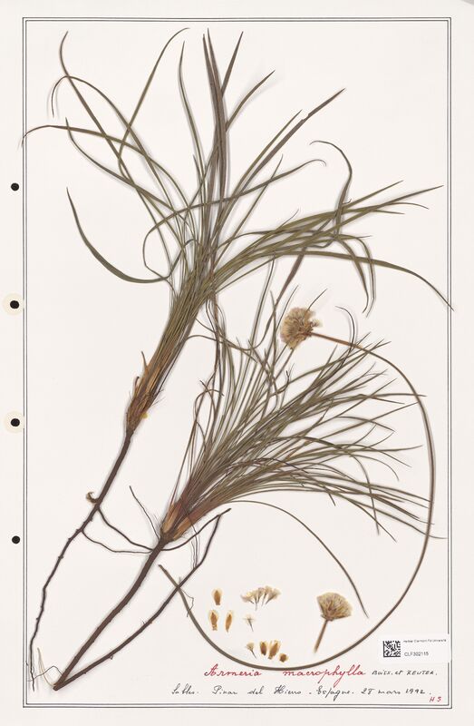 Armeria macrophylla  (Plumbaginaceae)