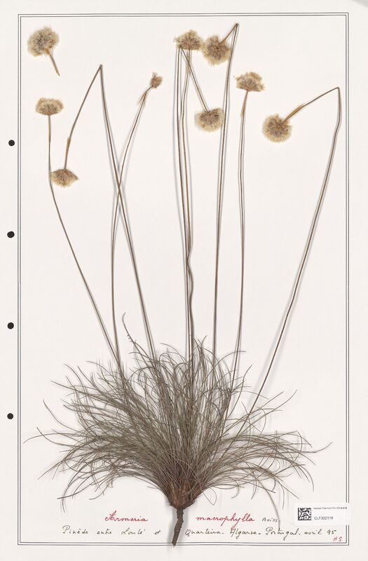 Armeria macrophylla  (Plumbaginaceae)