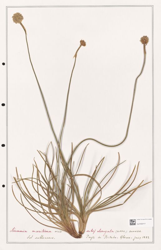 Armeria maritima  (Plumbaginaceae)