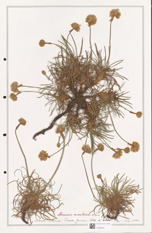 Armeria maritima  (Plumbaginaceae)