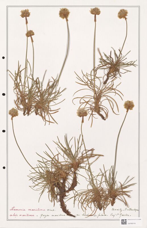 Armeria maritima  (Plumbaginaceae)