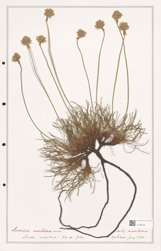 Armeria maritima  (Plumbaginaceae)