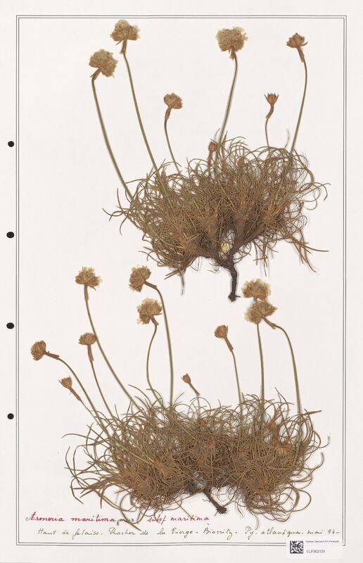 Armeria maritima  (Plumbaginaceae)