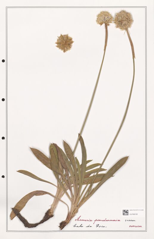 Armeria pseudarmeria  (Plumbaginaceae)