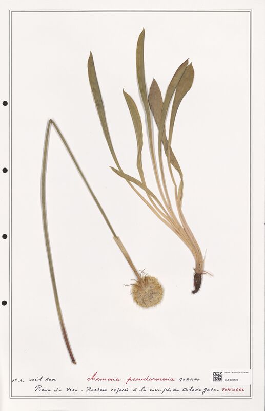 Armeria pseudarmeria  (Plumbaginaceae)