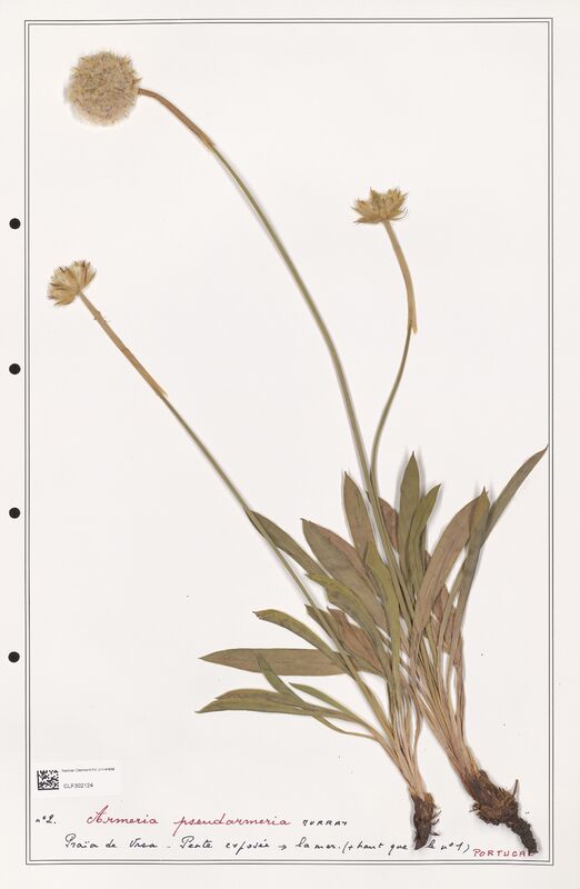 Armeria pseudarmeria  (Plumbaginaceae)