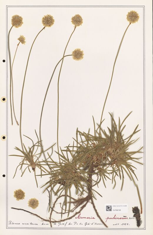 Armeria pubinervis  (Plumbaginaceae)